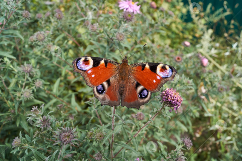 Скачать Бабочка Павлиний глаз собирает нектар с цветов. фотосток Ozero
