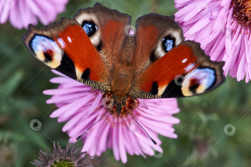 Скачать Бабочка Павлиний глаз собирает нектар с цветов. фотосток Ozero