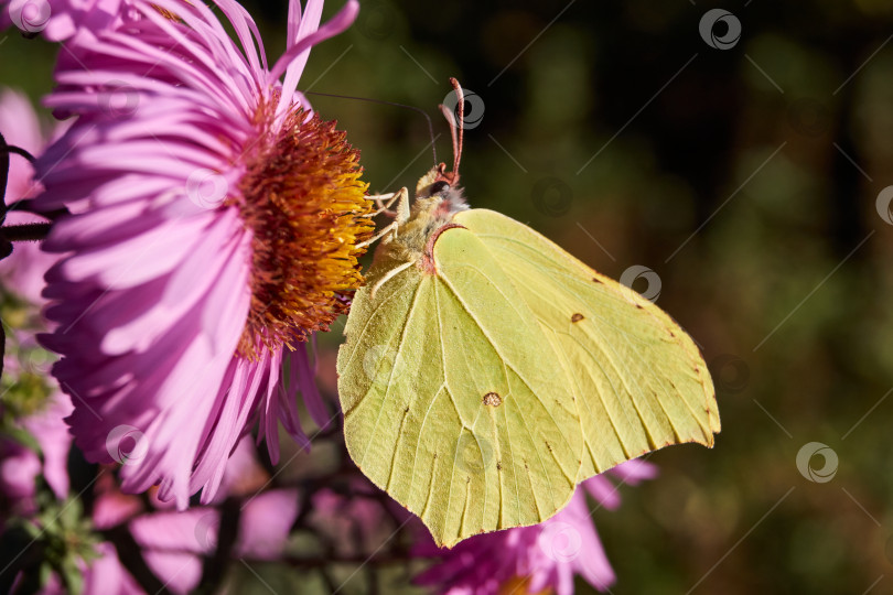 Скачать Облепиховая бабочка, или лимонная бабочка (лат. Gonepteryx rhamni) собирает нектар с цветов. фотосток Ozero