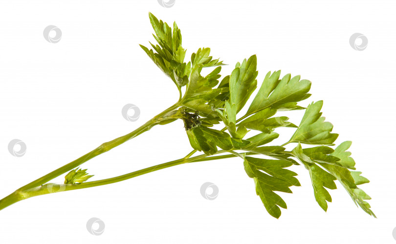 Скачать зеленые листья петрушки, выделенные на белом фоне фотосток Ozero