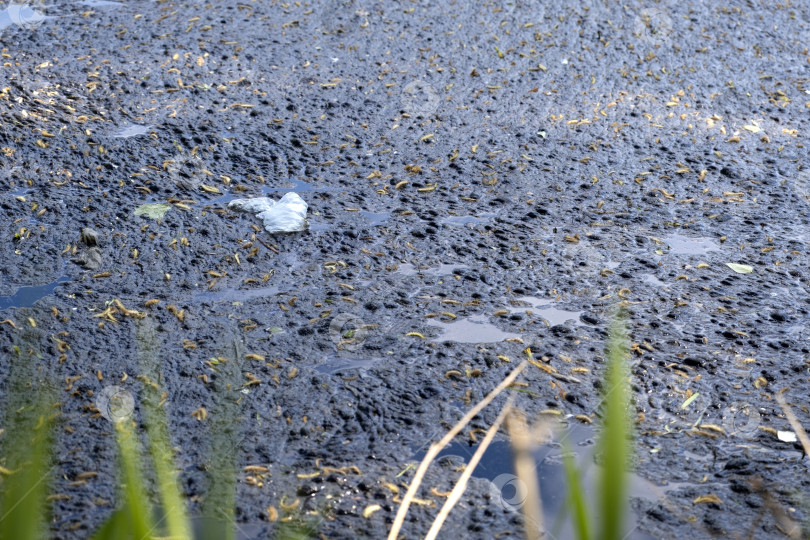 Скачать Грязная вода. Экологическая катастрофа, река завалена пластиковыми бутылками и полиэтиленом, моторным маслом фотосток Ozero