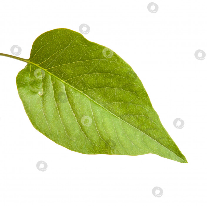 Скачать зеленые листья сирени. изолированный на белом фоне фотосток Ozero