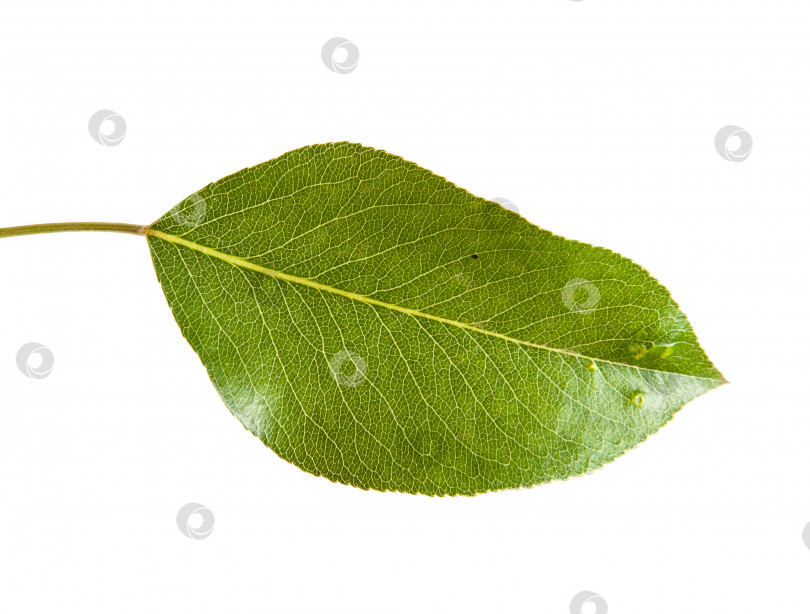 Скачать лист грушевого дерева, изолированный на белом фоне фотосток Ozero