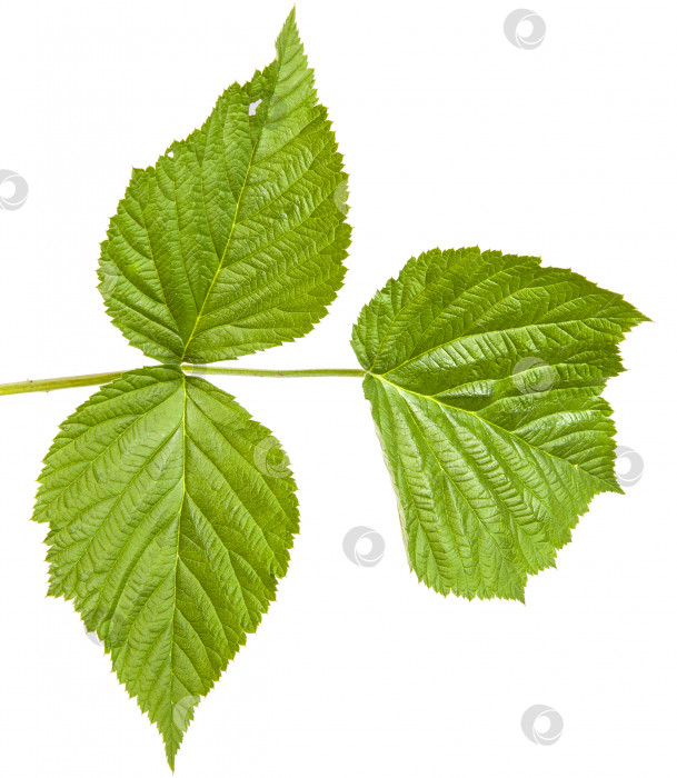 Скачать зеленые листья малины. изолированный на белом фоне фотосток Ozero