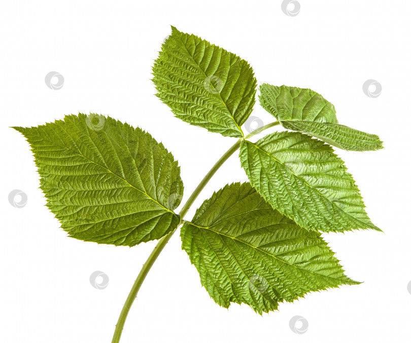 Скачать зеленые листья малины. изолированный на белом фоне фотосток Ozero