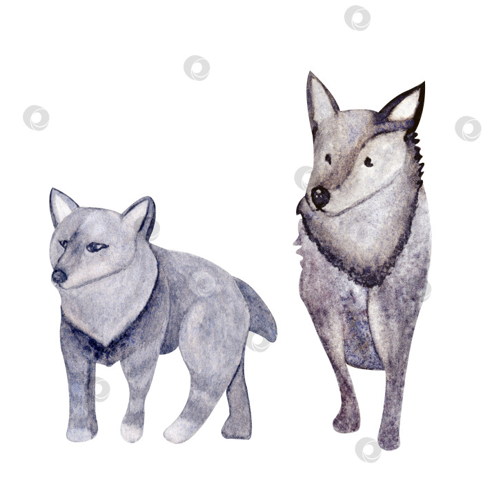 Скачать акварельные волшебные животные серые, коричневые и фиолетовые волки фотосток Ozero