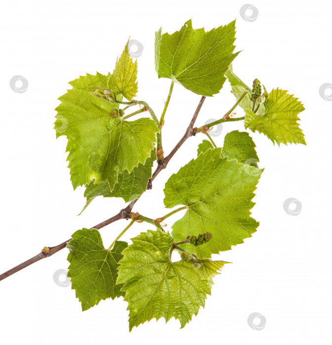 Скачать молодая лоза винограда. изолированный на белом фоне фотосток Ozero