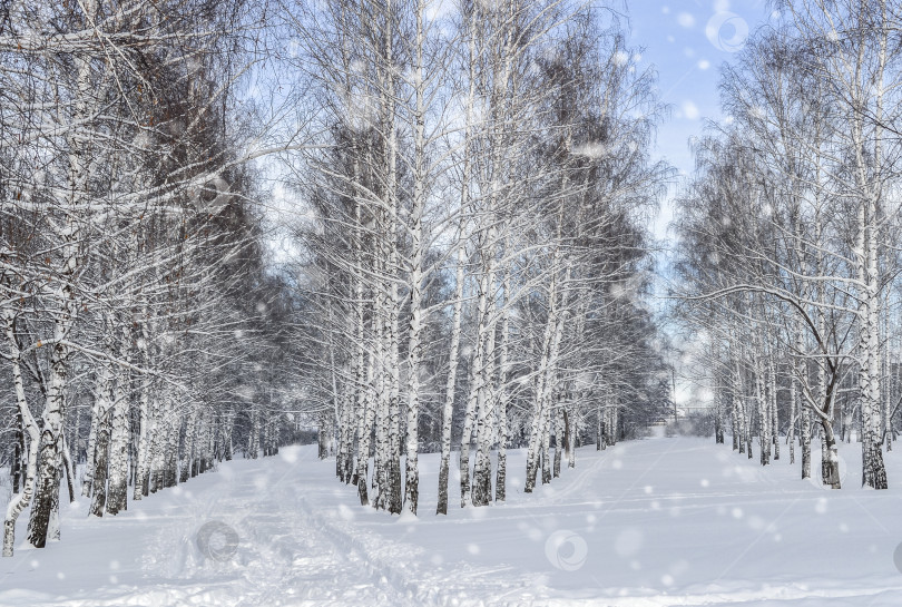 Скачать Березовый парк под снегом. фотосток Ozero
