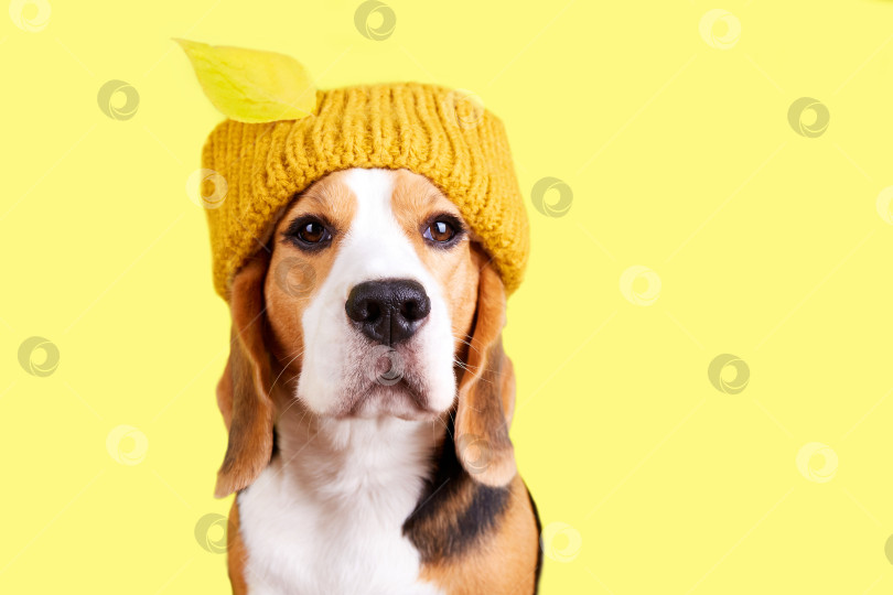 Скачать Собака породы бигль в вязаной желтой шапочке с листом на желтом фоне. фотосток Ozero