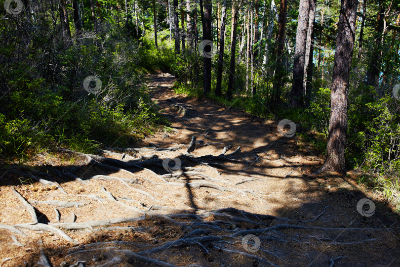 Скачать Корни деревьев, выступающие над поверхностью. Тропинка в сосновом лесу. фотосток Ozero