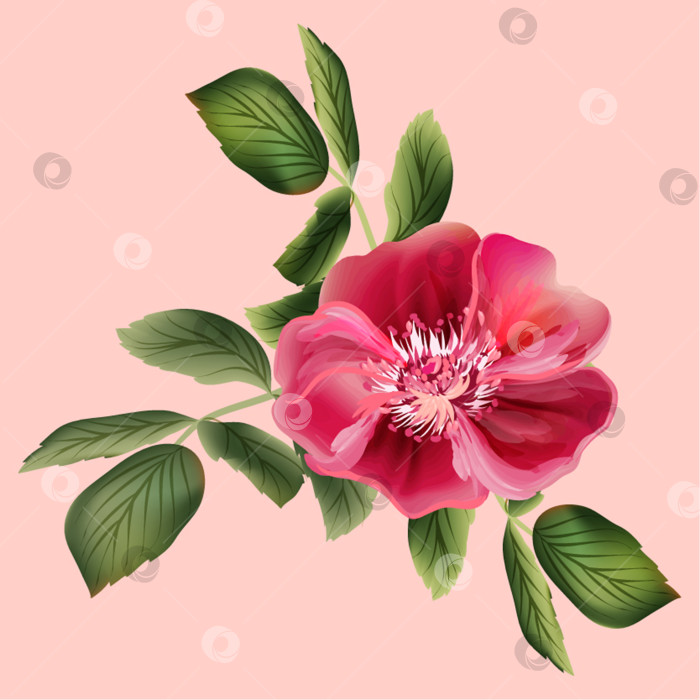 Скачать Векторный рисунок роз, бутонов и листьев. фотосток Ozero