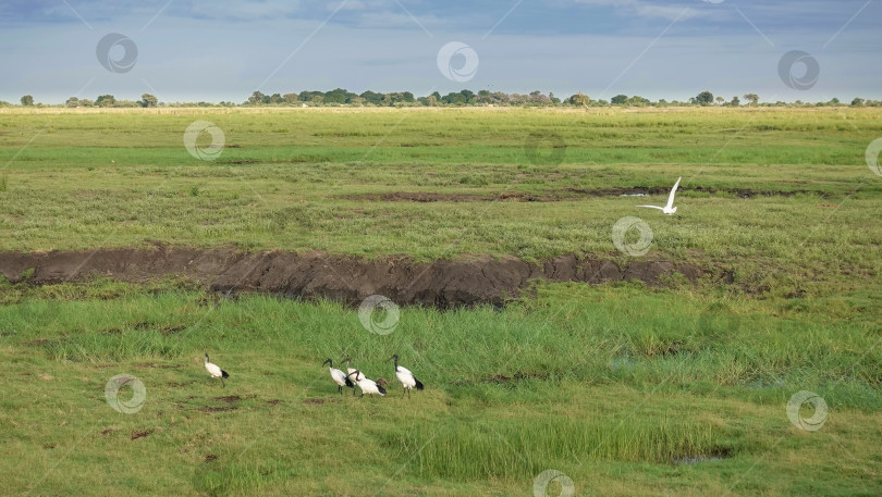 Скачать Черношеие ибисы прогуливаются по сочной зеленой траве саванны. фотосток Ozero