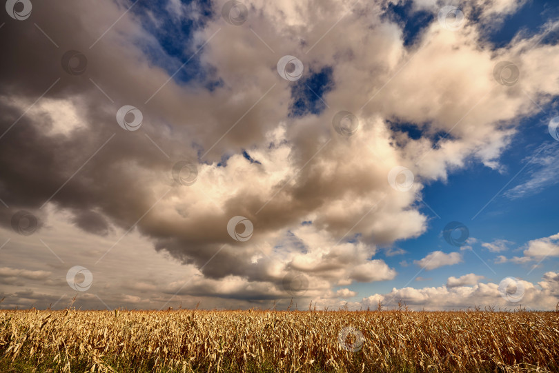 Скачать Кукурузное поле и темные облака фотосток Ozero