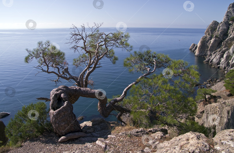 Скачать Сосна над морем. фотосток Ozero