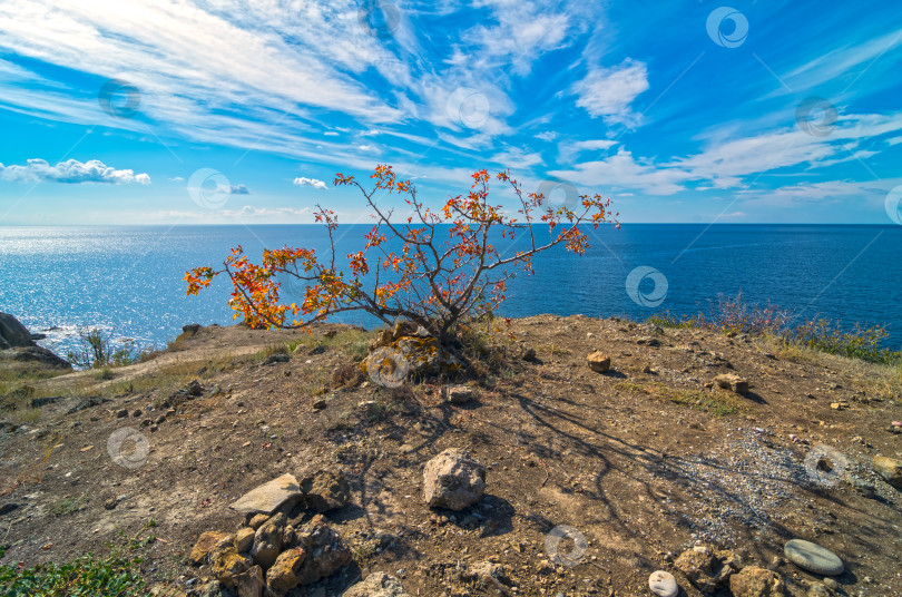 Скачать Дикие фисташки на берегу моря. фотосток Ozero