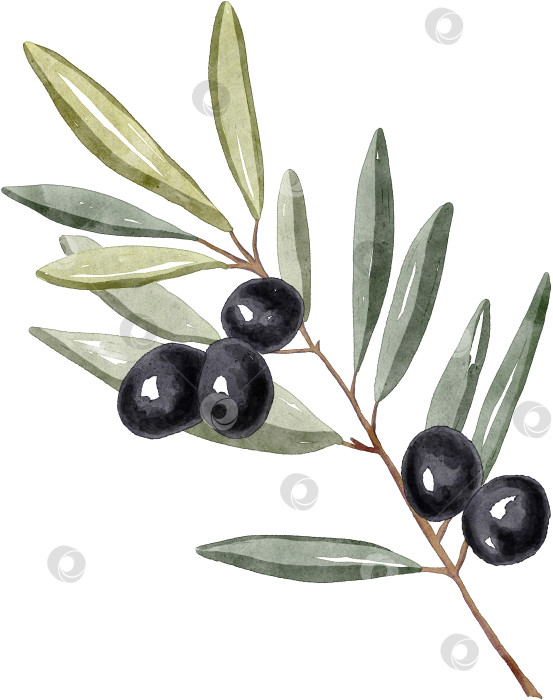 Скачать Акварельная ветвь оливкового дерева с маслинами и листьями. Ботаническая цветочная иллюстрация ручной росписи, редактируемая для дизайна, баннера, обложки, книги, рецепта, принта, ткани. фотосток Ozero