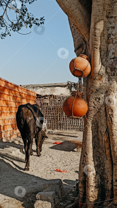 Скачать Корова и горшки, Индия фотосток Ozero