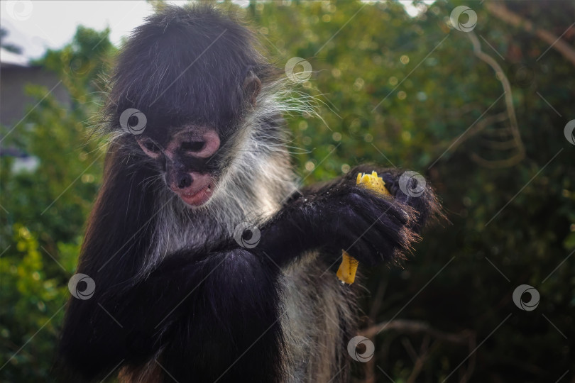 Скачать Портрет детеныша обезьяны-паука крупным планом. фотосток Ozero