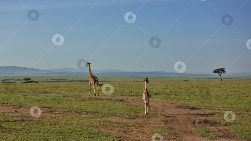 Скачать Мать-жирафиха и ее детеныш неторопливо идут вдаль по бескрайней зеленой саванне. фотосток Ozero