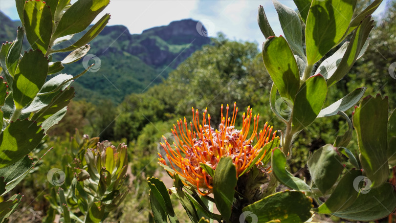 Скачать Яркий цветок финбоса - лейкоспермума на фоне горного пейзажа. фотосток Ozero