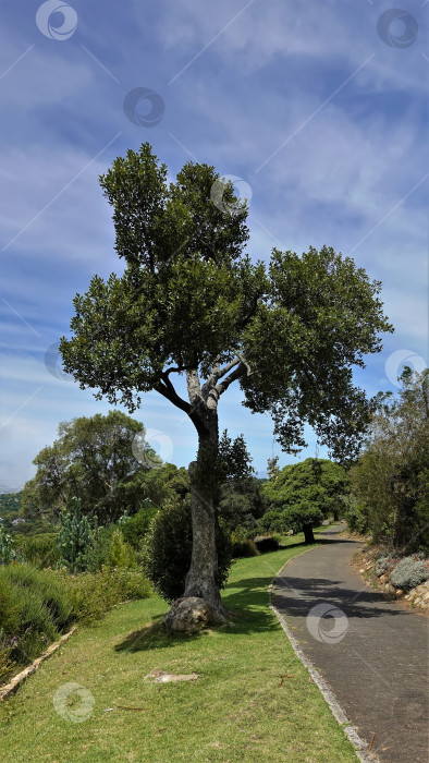 Скачать Тропинка в ботаническом саду огибает холм.  Красивое высокое дерево на фоне голубого неба. фотосток Ozero