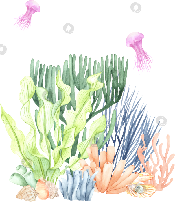 Скачать Акварельный рисунок морских растений фотосток Ozero