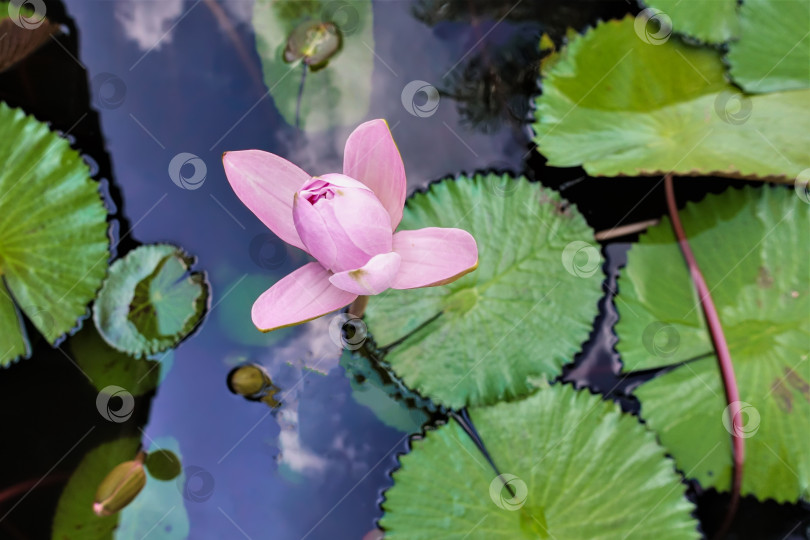 Скачать Нежный полураскрытый розовый цветок лотоса на фоне зеленых листьев. фотосток Ozero