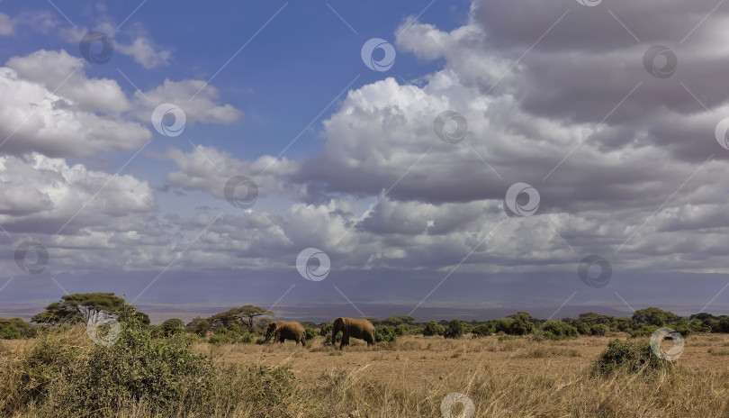 Скачать Два диких слона прогуливаются по африканской саванне. Кения. Парк Амбосели. фотосток Ozero