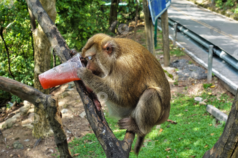 Скачать Пушистая обезьянка сидит на ветвях дерева. В лапах он держит большой стакан сока. фотосток Ozero