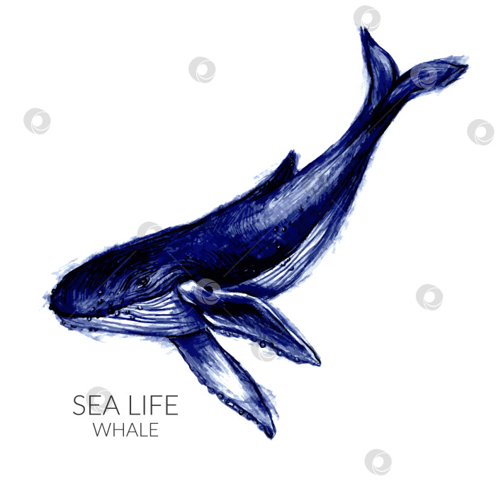 Скачать Нарисованная от руки иллюстрация горбатого кита фотосток Ozero