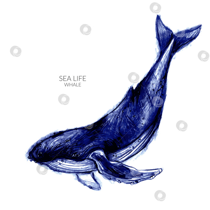 Скачать Нарисованная от руки иллюстрация горбатого кита фотосток Ozero