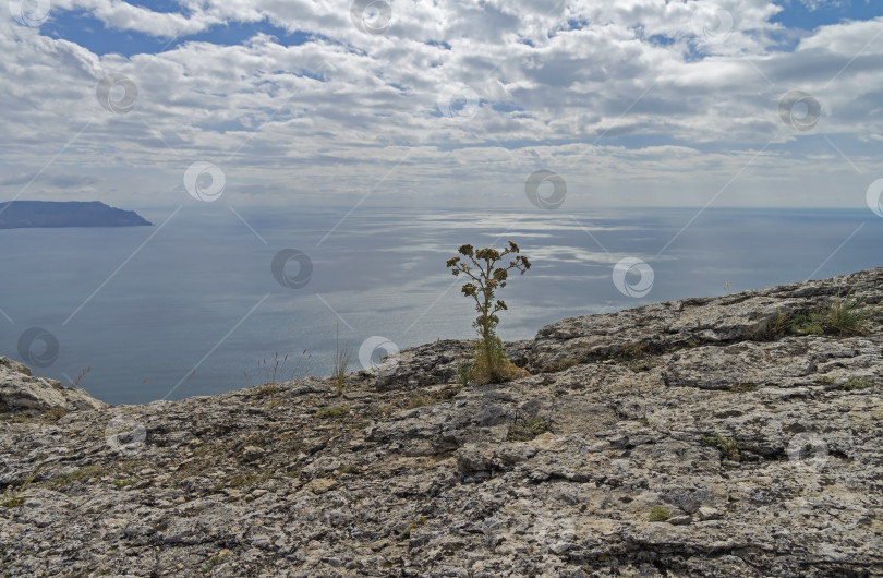 Скачать Цветок на скалистом утесе над морем. фотосток Ozero