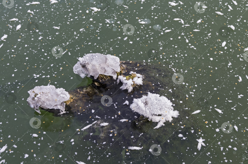 Скачать Старый пень, вмерзший в лед. фотосток Ozero