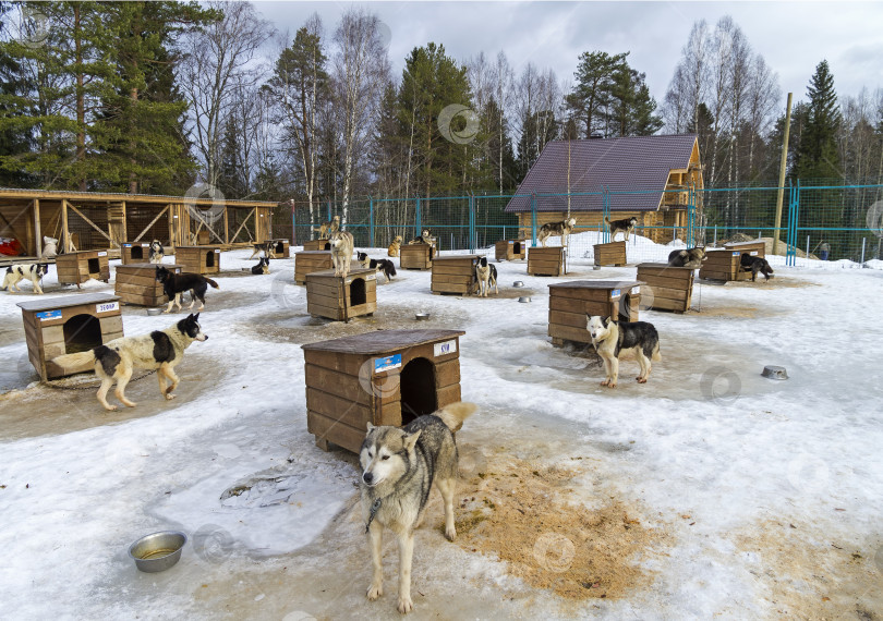 Скачать Собаки на ферме ездовых собак в Карелии, Россия фотосток Ozero