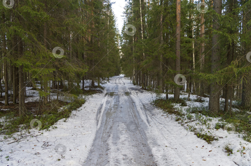 Скачать Лесная грунтовая дорога ранней весной. фотосток Ozero