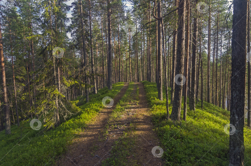 Скачать Лесная дорога взбирается на холм. фотосток Ozero