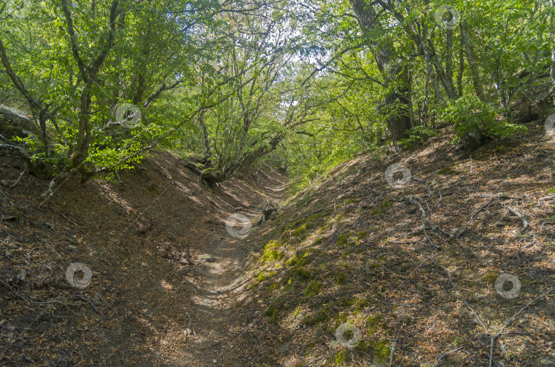 Скачать Небольшой овраг в Крымских горах. фотосток Ozero