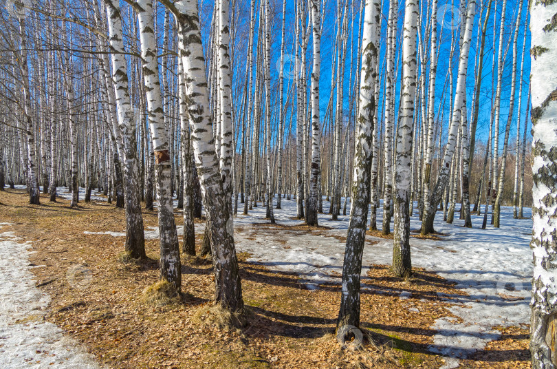 Скачать Березовая роща весной. фотосток Ozero