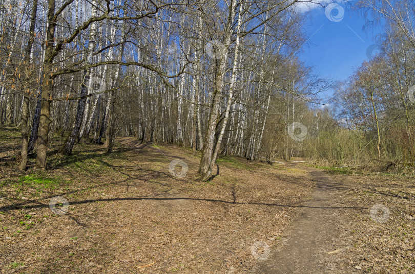 Скачать Апрель в березовом лесу. фотосток Ozero