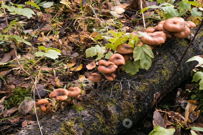 Скачать осенние грибы растут на поваленном дереве фотосток Ozero