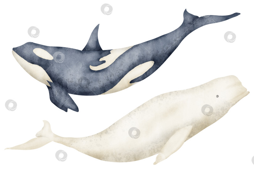Скачать Большой кит и белуха. Нарисованная от руки акварельная иллюстрация подводных животных на изолированном фоне. Набор рыб-полярных млекопитающих и косаток-убийц для оформления зоопарка. Дикая жизнь Северного моря для значка или логотипа фотосток Ozero