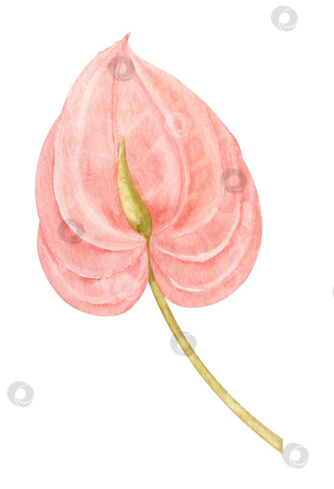 Скачать Акварельный розовый цветок антуриума. Нарисованная от руки иллюстрация тропического экзотического растения на изолированном фоне. Ботанический рисунок для поздравительных открыток или свадебных приглашений в стиле джунглей. Красочный эскиз фотосток Ozero