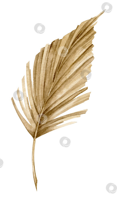 Скачать Высушенный пальмовый лист. Нарисованная от руки акварельная иллюстрация экзотической тропической ветви дерева в стиле бохо. Ботанический рисунок растения на изолированном фоне в бежевых тонах. Эскиз джунглей для украшения фотосток Ozero