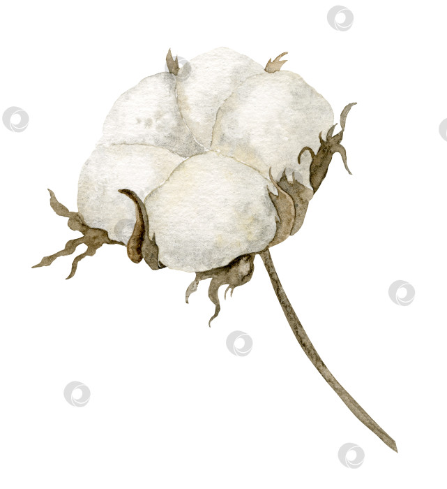 Скачать Акварельный хлопковый цветочный шар. Нарисованная вручную иллюстрация с изображением пушистого белого растения для свадебных приглашений или поздравительных открыток. Ботанический рисунок на изолированном фоне в винтажном стиле. Высохшая ветка фотосток Ozero