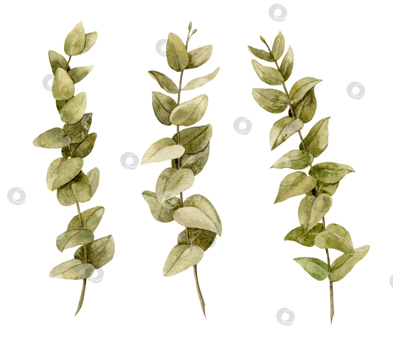 Скачать Акварельная иллюстрация эвкалипта с зелеными листьями. Набор нарисованных от руки ветвей фотосток Ozero
