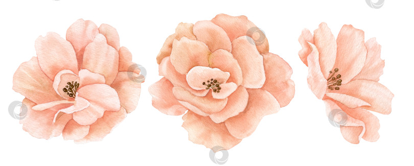 Скачать Розы, нарисованные акварелью от руки в пастельных розово-персиковых тонах. Рисунок нежных цветов на изолированном фоне. Цветочная иллюстрация для поздравительных открыток или свадебных приглашений. Ботанический набросок фотосток Ozero