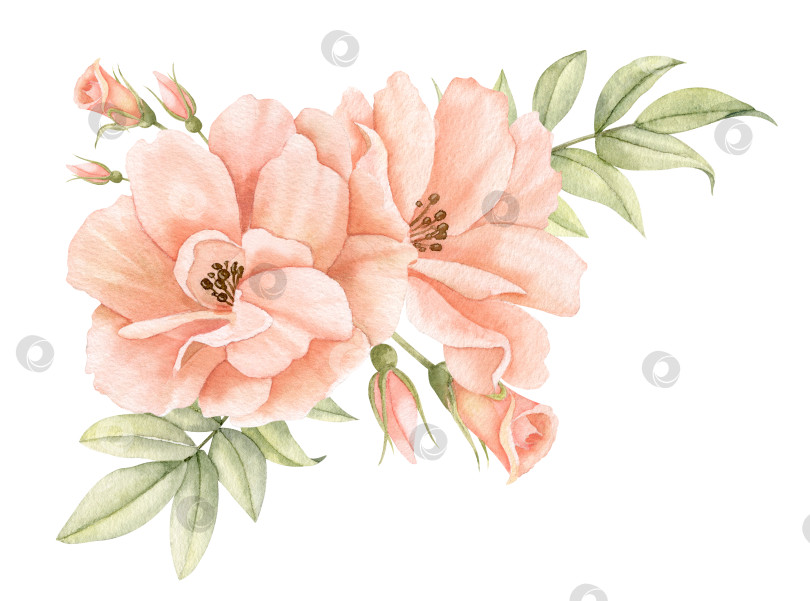Скачать Акварельные розовые цветы в пастельных персиково-розовых тонах. Нарисованная от руки цветочная иллюстрация для свадебных приглашений или поздравительных открыток на изолированном фоне. Угловая ботаническая композиция с зелеными листьями фотосток Ozero