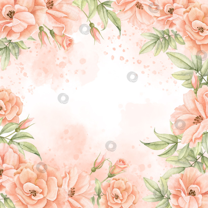 Скачать Акварельная цветочная рамка с розовыми цветами персикового и розового цветов. Нарисованный от руки квадратный шаблон для свадебного приглашения или поздравительной открытки. иллюстрация на изолированном фоне. Ботанический винтажный бордюр фотосток Ozero