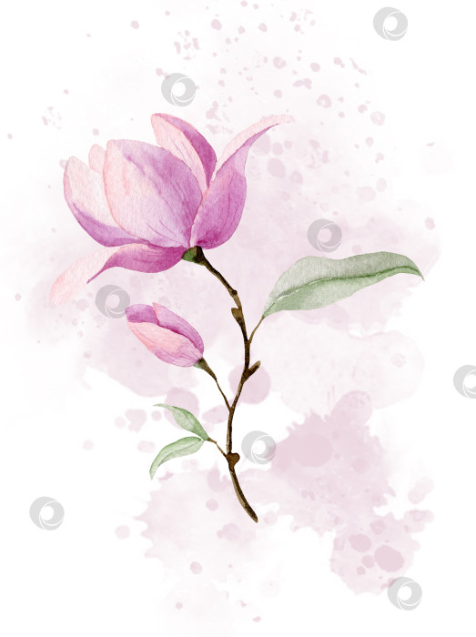 Скачать Розовый цветок магнолии на нежном абстрактном пятне. Цветущее растение с зелеными листьями. Акварельная ботаническая иллюстрация, нарисованная от руки, на изолированном фоне для поздравительных открыток или свадебных приглашений фотосток Ozero