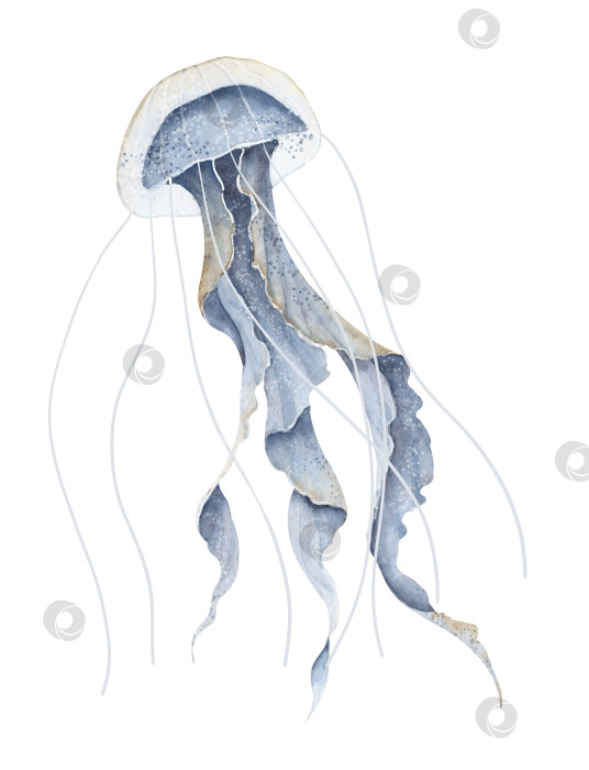 Скачать Акварельная иллюстрация желейной рыбы на изолированном фоне. Нарисованный от руки эскиз медузы в пастельно-голубых тонах. Подводное океанское животное. Эскиз подводной медузы для иконки или логотипа. Красочная краска фотосток Ozero